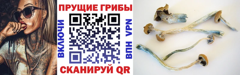 купить наркотик  Сенгилей  кракен ТОР  Галлюциногенные грибы ЛСД 